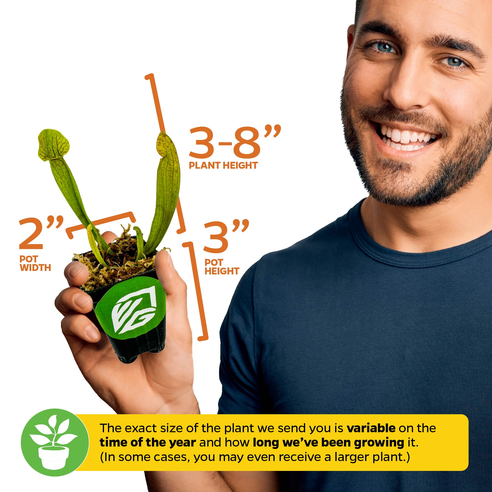 barbapicariページ Barba Green Carnivorous Pitcher Plant - Sarracenia – Wellspring