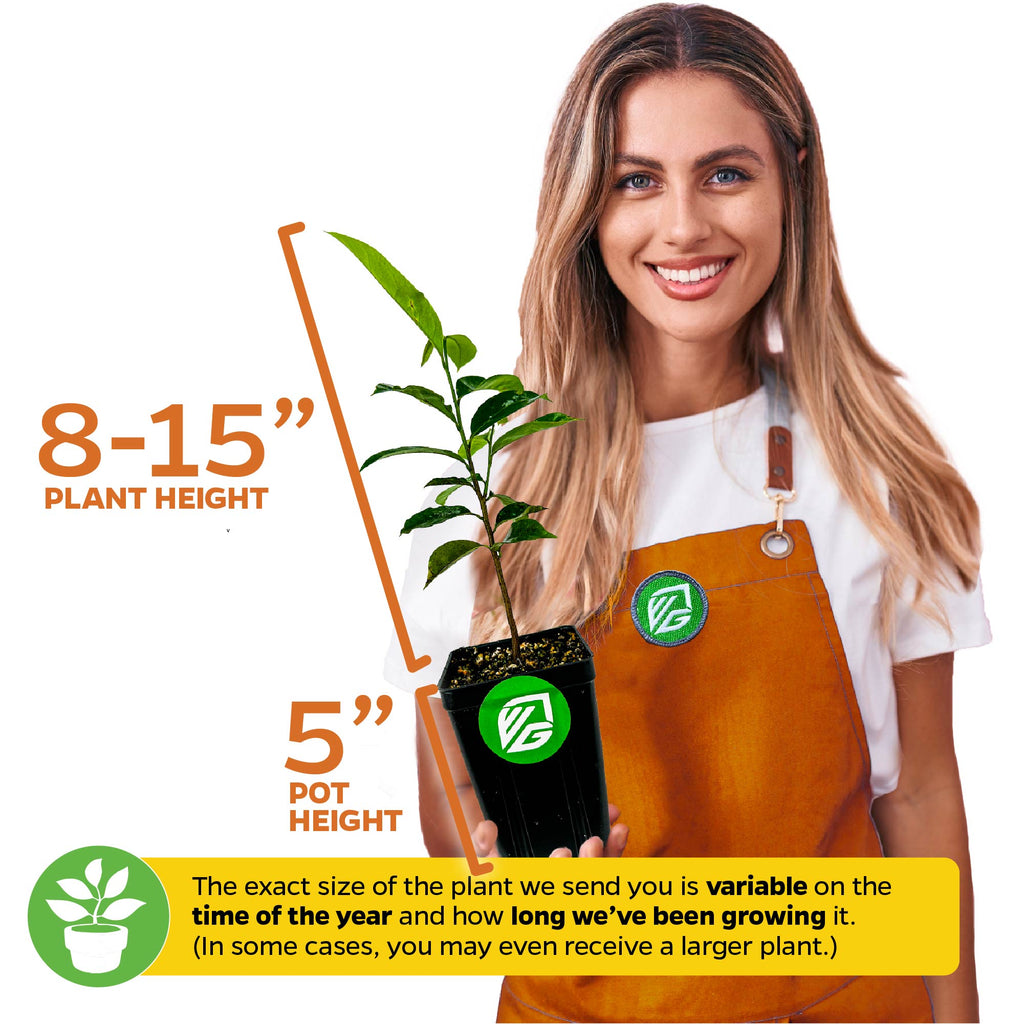 Soursop 'Guanabana' Tree (Graviola) - Annona muricata