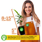 A smiling person in an orange apron holds an Allspice Tree (Jamaica Pepper) - Pimenta dioica in a 5" pot. Text notes the plant is 8–15" tall, with size varying by season and growth time.