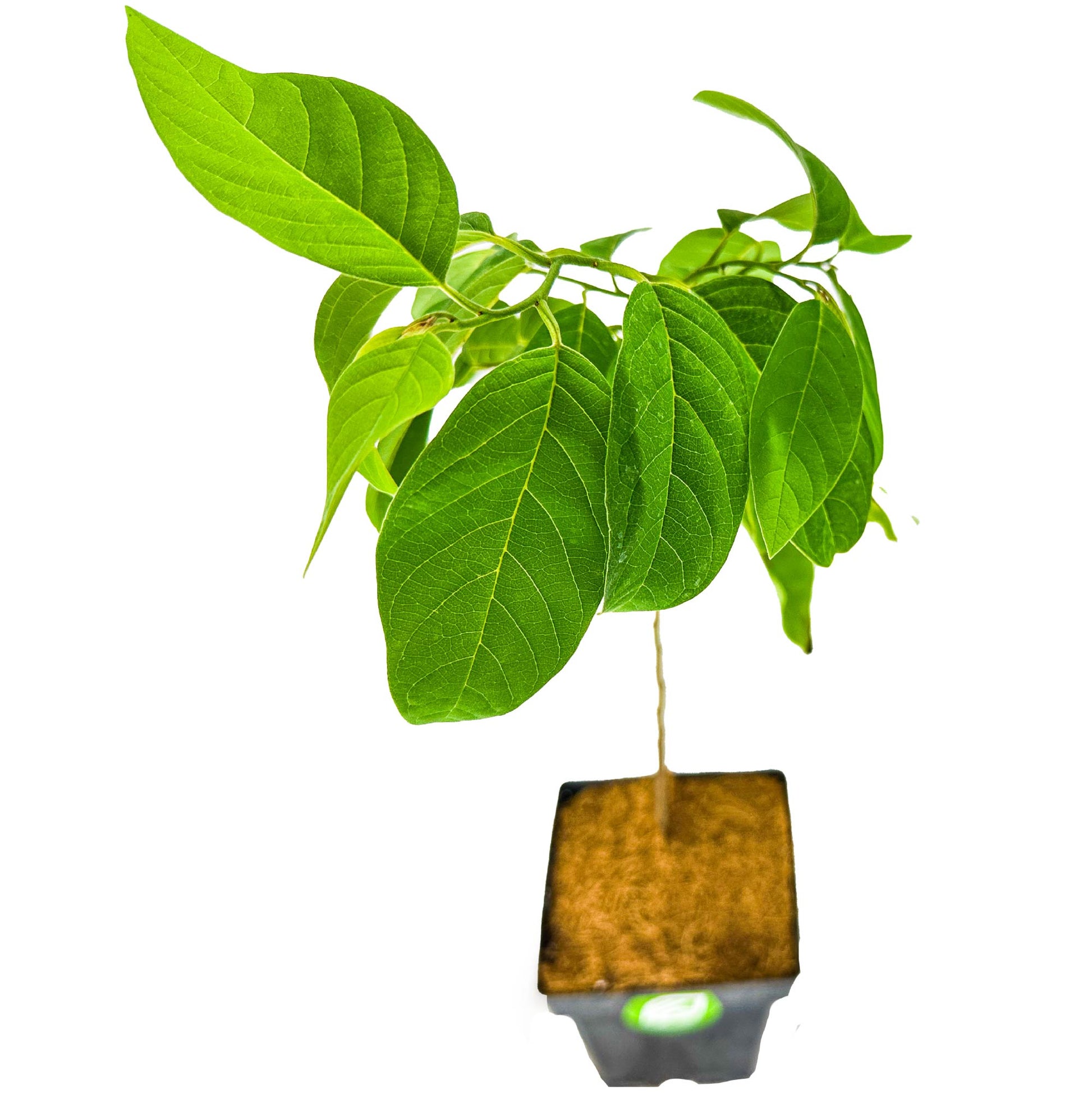 Sugar Apple 'Sweetsop' Tree - Annona squamosa (1-gallon pot)