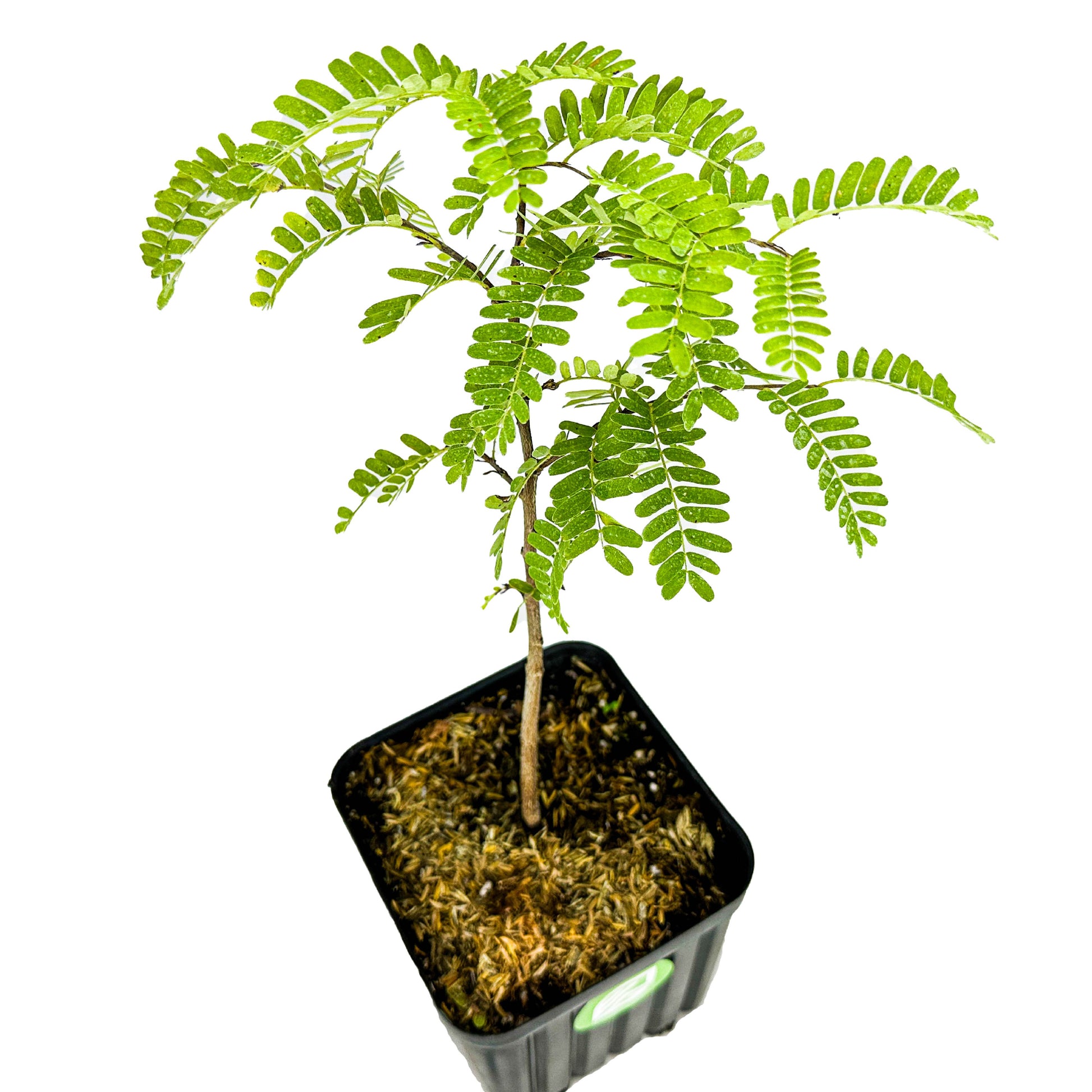 Tamarind Tree - Tamarindus indica (3/4-Gallon Pot)