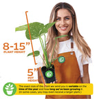 A smiling woman in an orange apron holds a Wellspring Gardens Thai Constellation Monstera Variegated (Premium 3/4-QT size, Monstera deliciosa); plant height and color may vary by growth time and season.