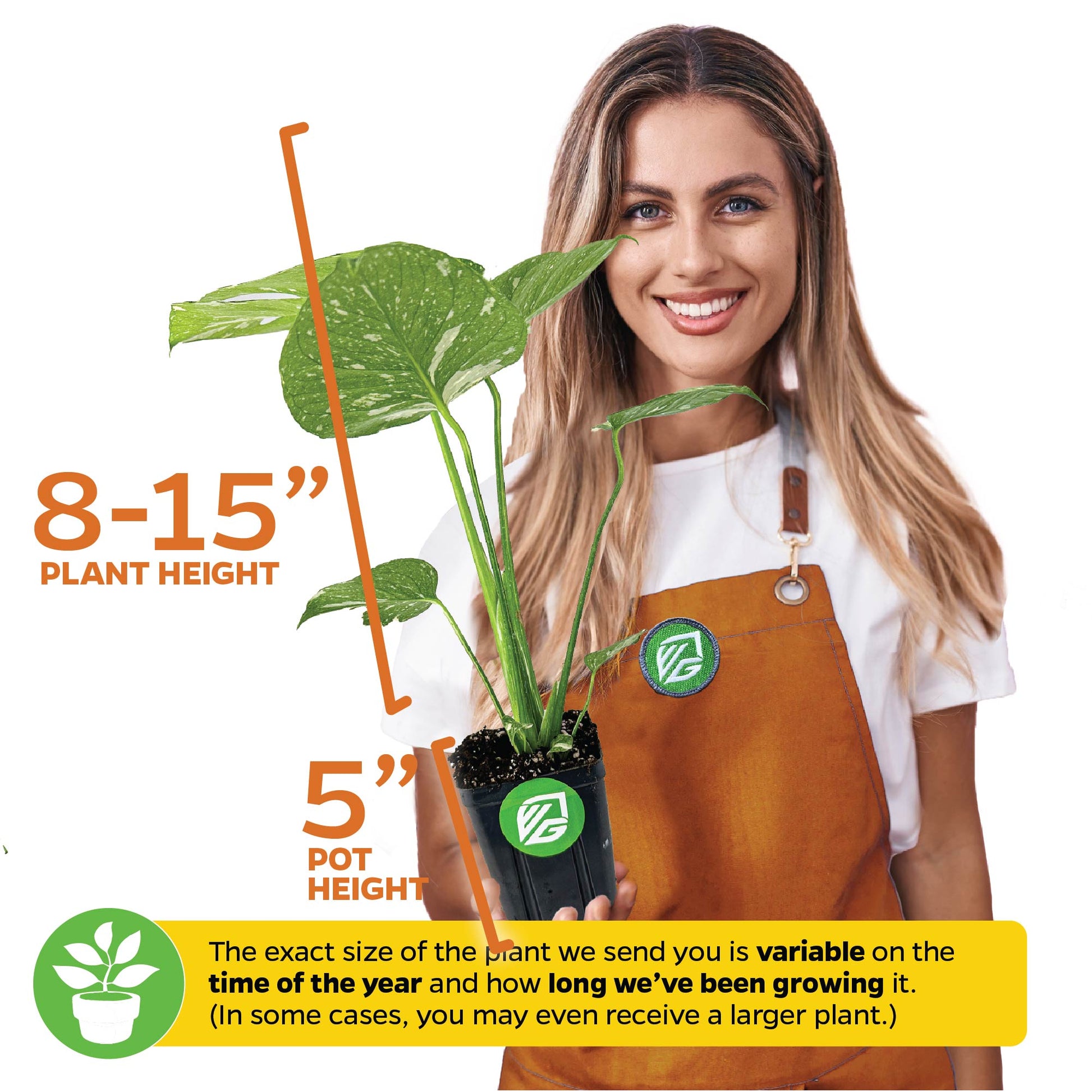 Thai Constellation Monstera Variegated - Premium 3/4-QT size - Monstera deliciosa