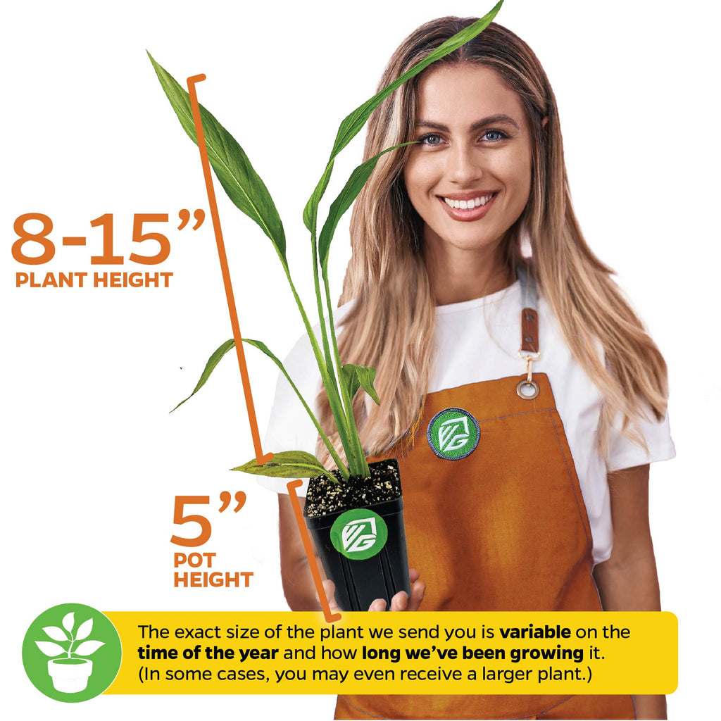 Traveler's Tree (Traveler's Palm) Premium 3/4-QT size - Ravenala madagascariensis