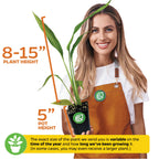A smiling woman in an orange apron holds a premium Traveler's Tree (Ravenala madagascariensis) from Wellspring Gardens in a 3/4-QT pot. Plant height: 8–15", pot: 5". Size may vary by season and growing time.