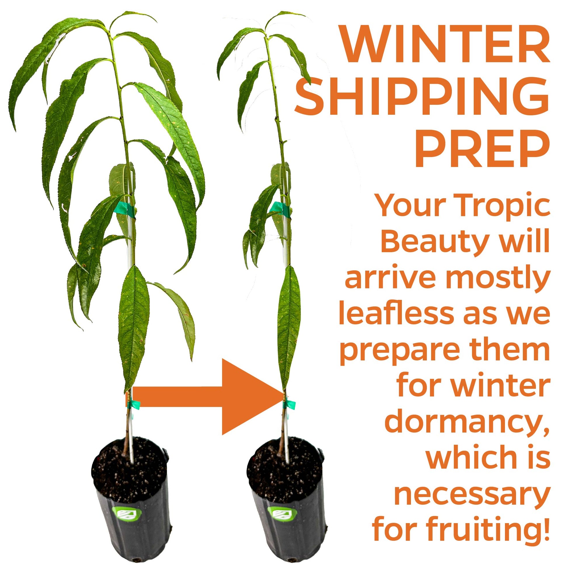 Tropic Beauty Peach (Grafted) - Prunus persica