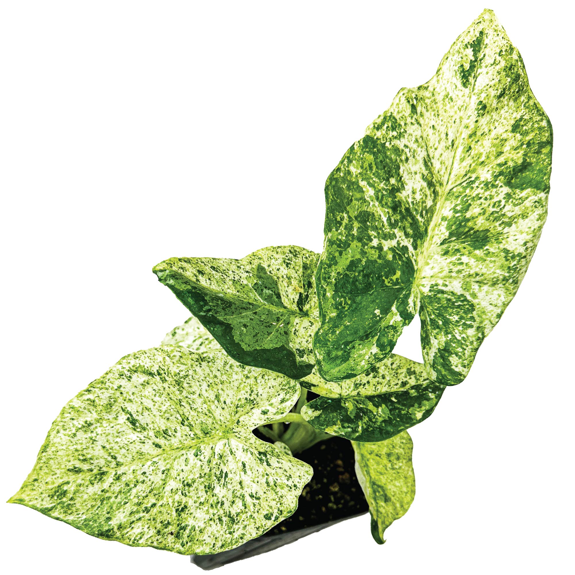 Wednesday Plant Drop: Variegated Elephant Ear - Alocasia (Premium, 1 Quart Pot)