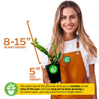 A smiling woman in an orange apron holds a Wellspring Gardens Veldt Grape Ivy (Cissus quadrangularis), valued for weight loss. Plant is 8–15” tall in a 5” pot; size varies by season and growth time, with some larger plants shipped.
