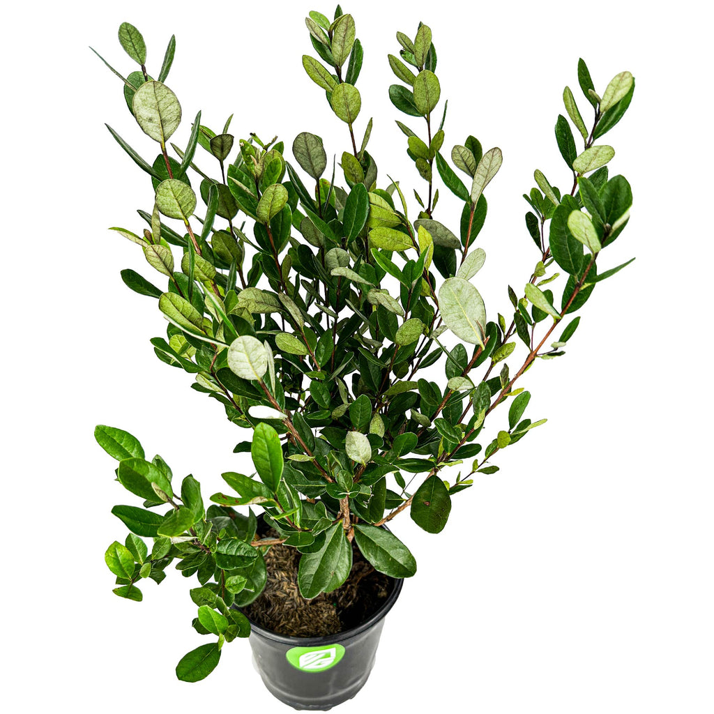 Feijoa - Pineapple Guava (1-gallon) - Acca sellowiana