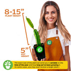 A smiling woman in an orange apron holds a Wellspring Gardens Vietnamese Jaina White Dragon Fruit (Hylocereus undatus) cactus, 8–15" tall in a 5" pot. Height may vary by growing duration and time of year.