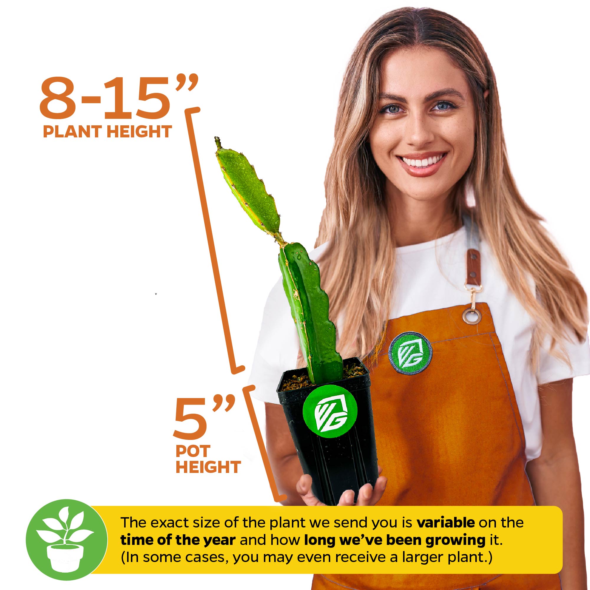A smiling woman in an orange apron holds a Wellspring Gardens Vietnamese Jaina White Dragon Fruit (Hylocereus undatus) cactus, 8–15" tall in a 5" pot. Height may vary by growing duration and time of year.