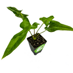The Wellspring Gardens Anthurium podophyllum features long, narrow green leaves on a central stem in dark soil, set in a black plastic pot with a green label. Perfect for indoor or outdoor settings. Displayed on a white background.