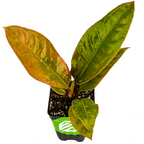 The Wellspring Gardens Anthurium Superbum Bird's Nest features four large, glossy leaves—reddish-green and dark green—in a small black pot with soil, making a striking indoor plant displayed against a white background.