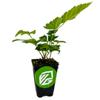 A Sweet-Ark™ Caddo Blackberry (Rubus) plant by Wellspring Gardens, with green leaves in a black plastic pot featuring a green and white logo, is shown isolated on a white background.
