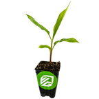A young Shampoo Ginger (Awapuhi) - Zingiber zerumbet from Wellspring Gardens grows in a small black pot with a green and white logo, ideal for natural hair care enthusiasts. The plant has long, narrow leaves and is set against a white background.