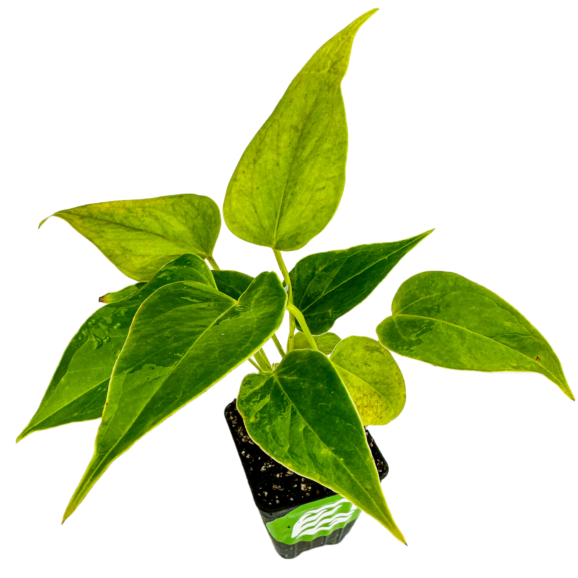 A Wellspring Gardens Anthurium Fire Glow ppaf (Fireglow) displays elongated, heart-shaped green leaves with yellowish spots and vibrant red blooms, captured from above on a white background.