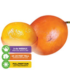 Two ripe African Imbe Mangosteen - Garcinia livingstonei fruits by Wellspring Gardens, one whole and one partially peeled. Water 3-4x weekly, grows 10-20 ft tall, needs full/partial sun. This rare fruit is antioxidant-rich.