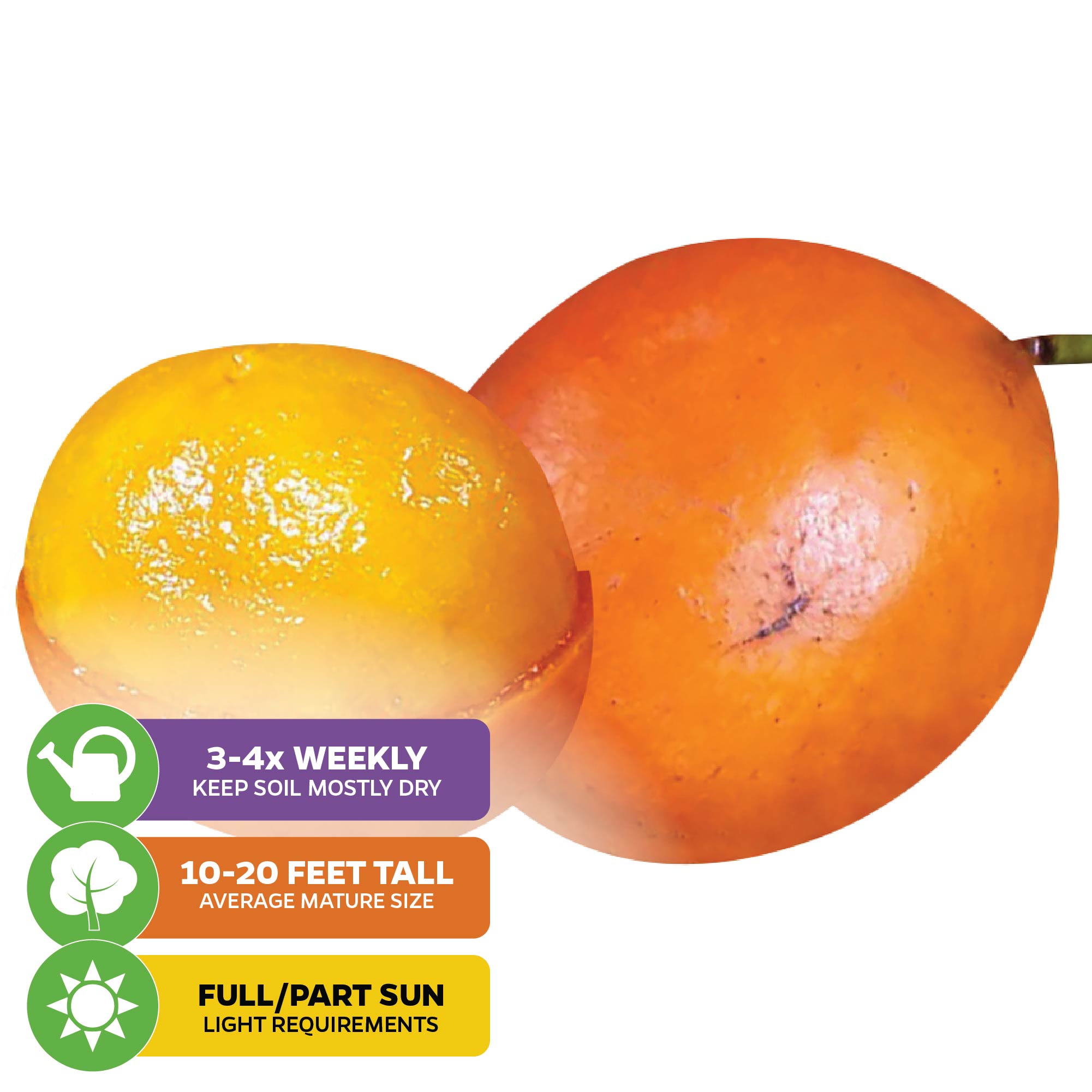 Two ripe African Imbe Mangosteen - Garcinia livingstonei fruits by Wellspring Gardens, one whole and one partially peeled. Water 3-4x weekly, grows 10-20 ft tall, needs full/partial sun. This rare fruit is antioxidant-rich.
