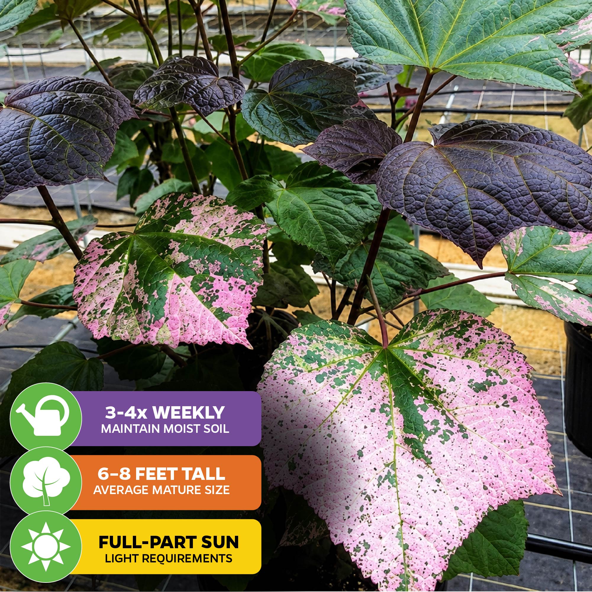 Auntie Lilli's™ South Sea Salad Bele Tree - Abelmoschus manihot