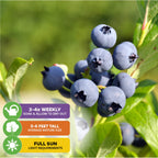 Close-up of ripe Biloxi Southern Highbush Blueberries (Vaccinium corymbosum) from Wellspring Gardens on a low chill bush with green leaves. Icons show 3–4 waterings weekly, 5–6 ft height, and full sun needs.