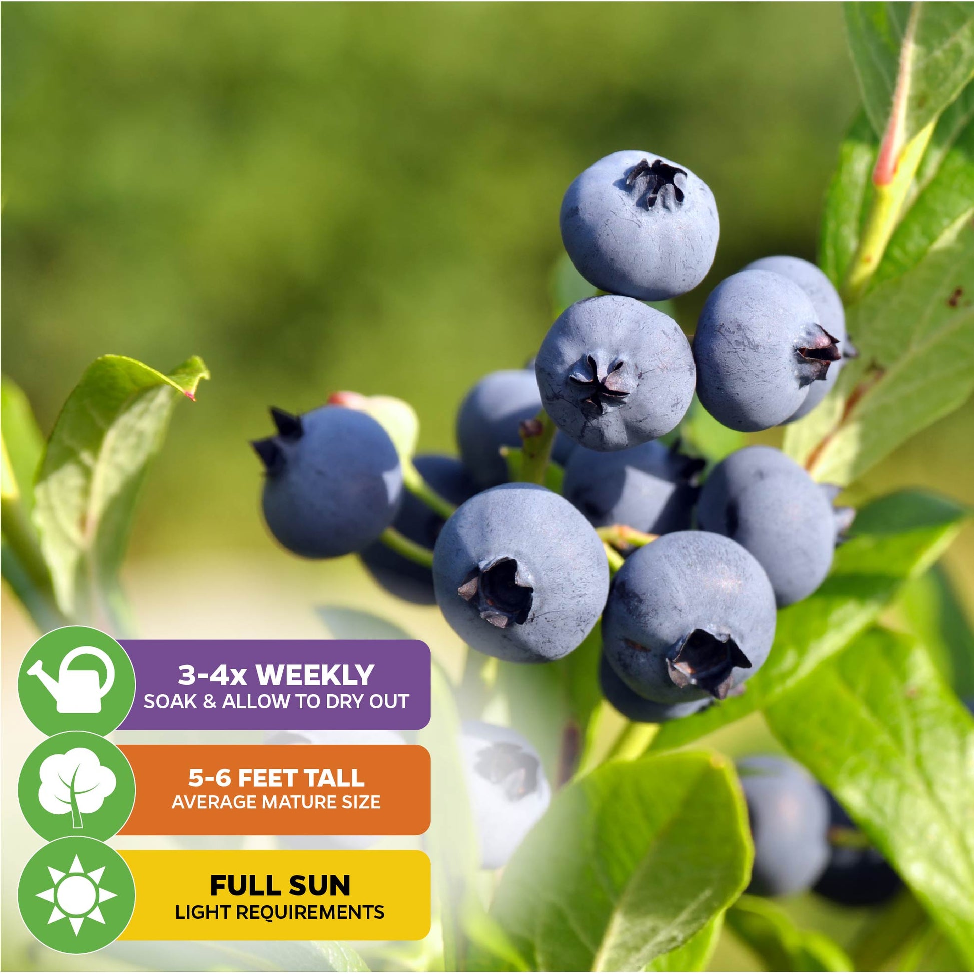 Biloxi Southern Highbush Blueberry - Vaccinium corymbosum