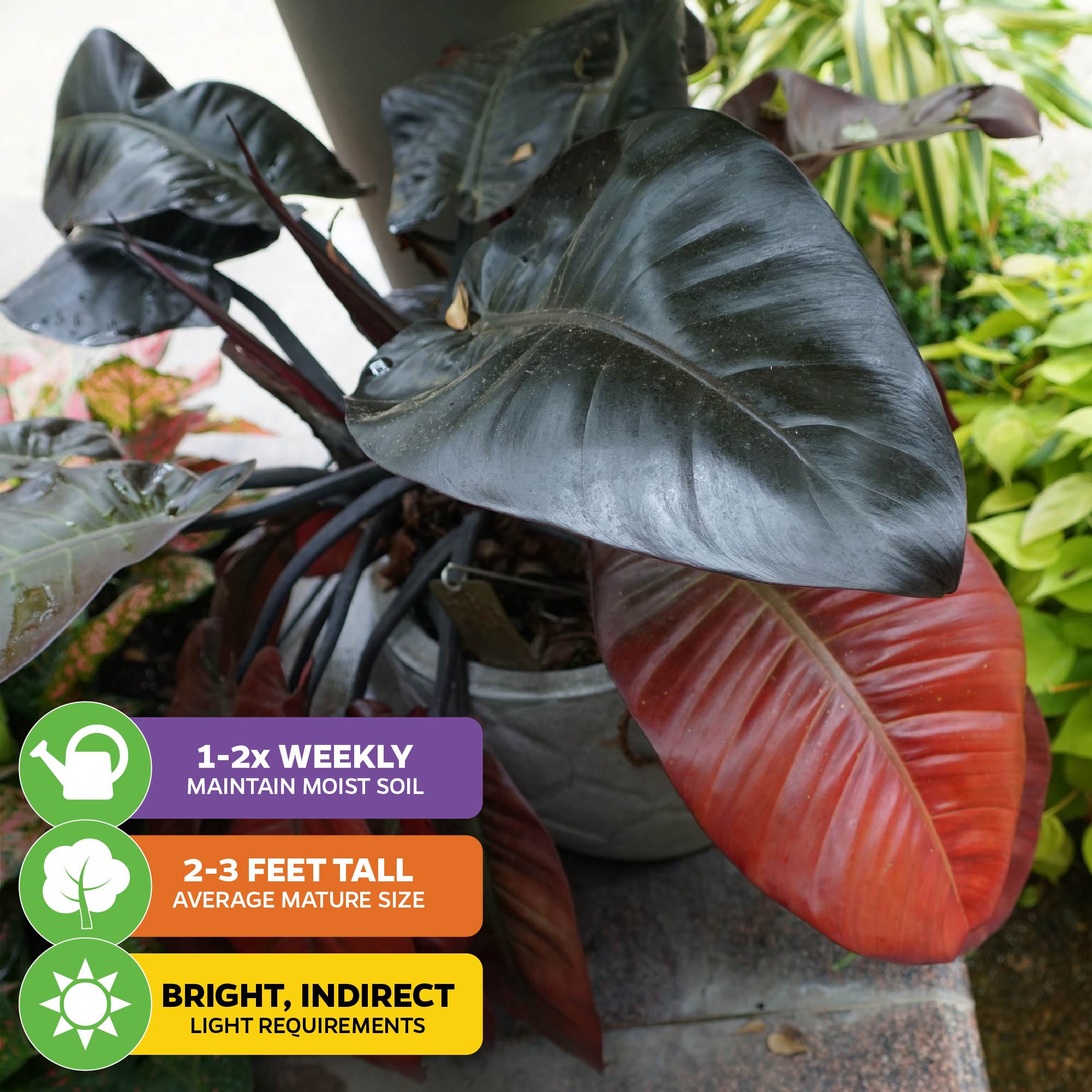 A Wellspring Gardens Philodendron Black Cardinal with striking dark green and red leaves sits outside. Overlay icons show: water 1–2x weekly, grows 2–3 ft tall, needs bright, indirect light.
