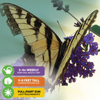 A yellow and black butterfly rests on Wellspring Gardens' Nanho Blue Butterfly Bush (Buddleia davidii) with purple blooms. Care: water 3-4x weekly, grows 5-8 ft tall, needs full/partial sun.