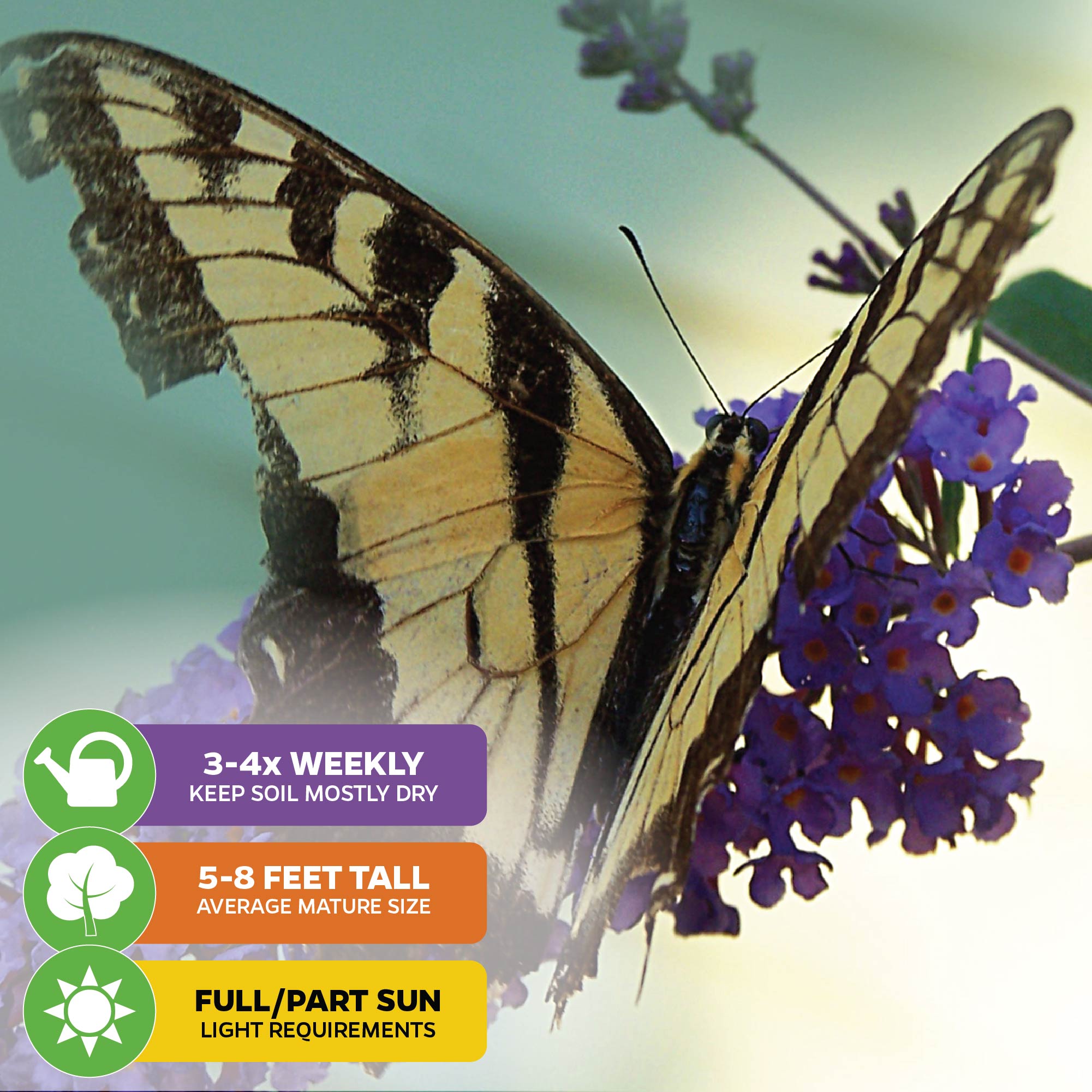 A yellow and black butterfly rests on Wellspring Gardens' Nanho Blue Butterfly Bush (Buddleia davidii) with purple blooms. Care: water 3-4x weekly, grows 5-8 ft tall, needs full/partial sun.