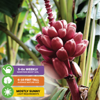 Close-up of a Bordelon Red Ornamental Banana - Musa by Wellspring Gardens shows its fruit cluster and lush leaves. Care icons: water 5–6x weekly, grows 6–10 ft tall, and thrives as a tropical plant in mostly sunny spots.