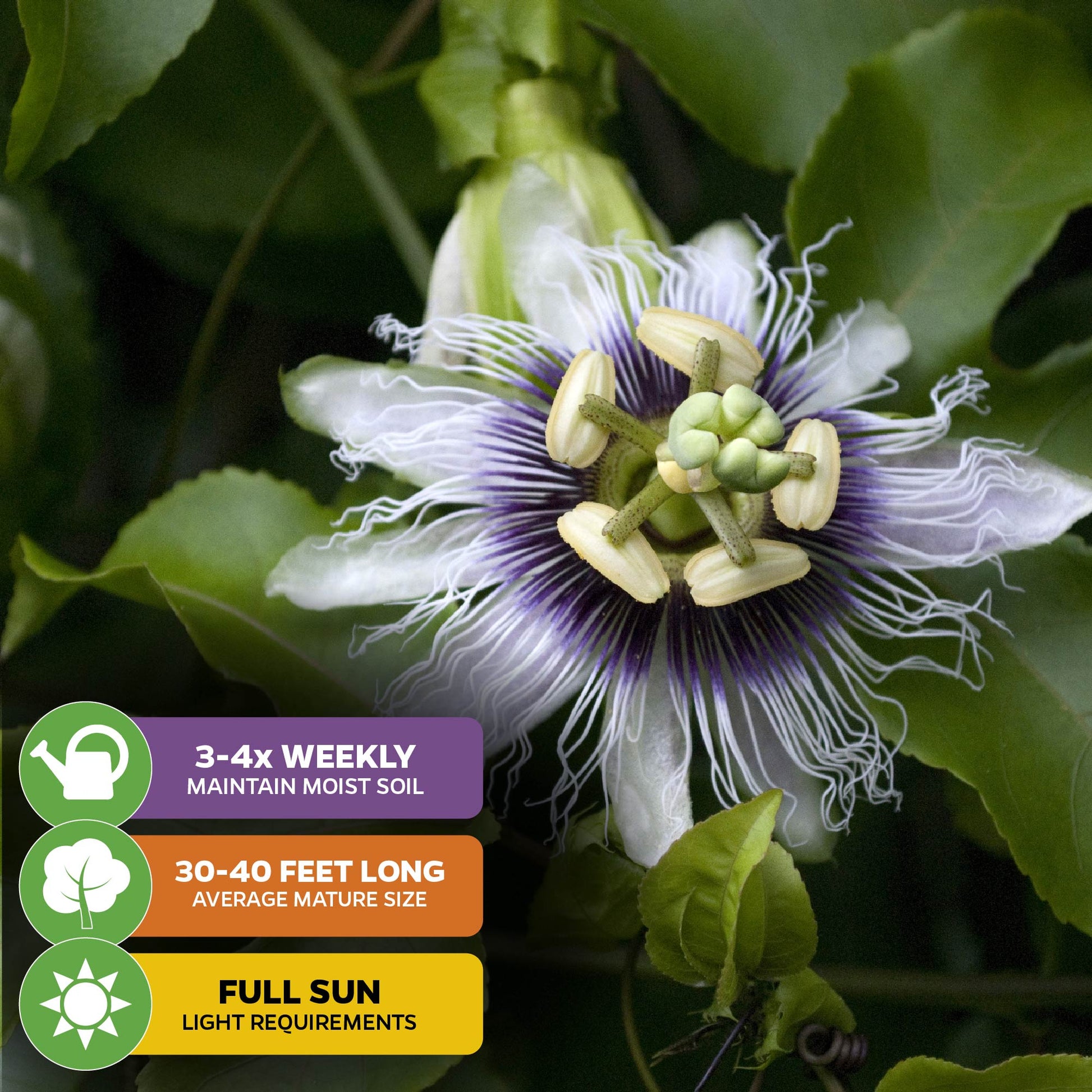 Bounty Passion Fruit Plant - Passiflora