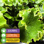 Lush, green, textured leaves of Wellspring Gardens' Crested Leopard Plant (Tractor Seat Plant) - Farfugium japonicum 'Crispata'. Needs water 4-5x weekly, grows 2-3 ft., thrives in part/full shade, and prefers consistently moist soil.