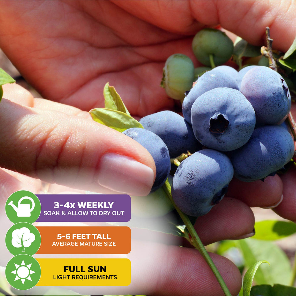 Darrow Blueberry - Vaccinium corymbosum