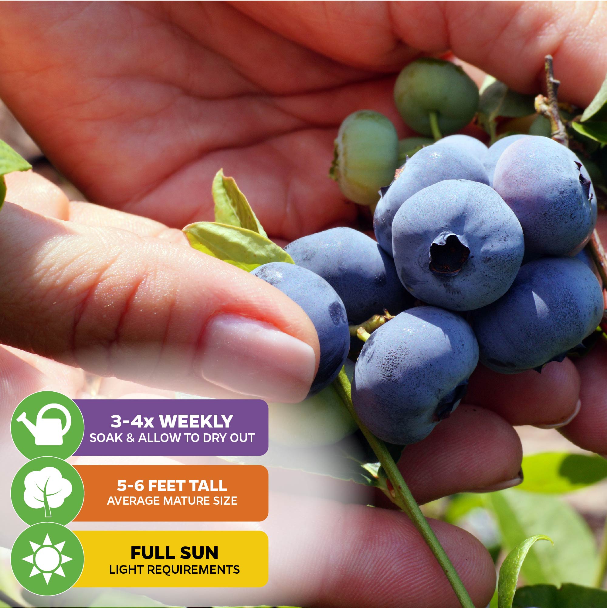 A hand holds Darrow Blueberry - Vaccinium corymbosum by Wellspring Gardens on the bush. Icons show: water 3-4x per week, grows 5-6 ft tall, and thrives in full sun.