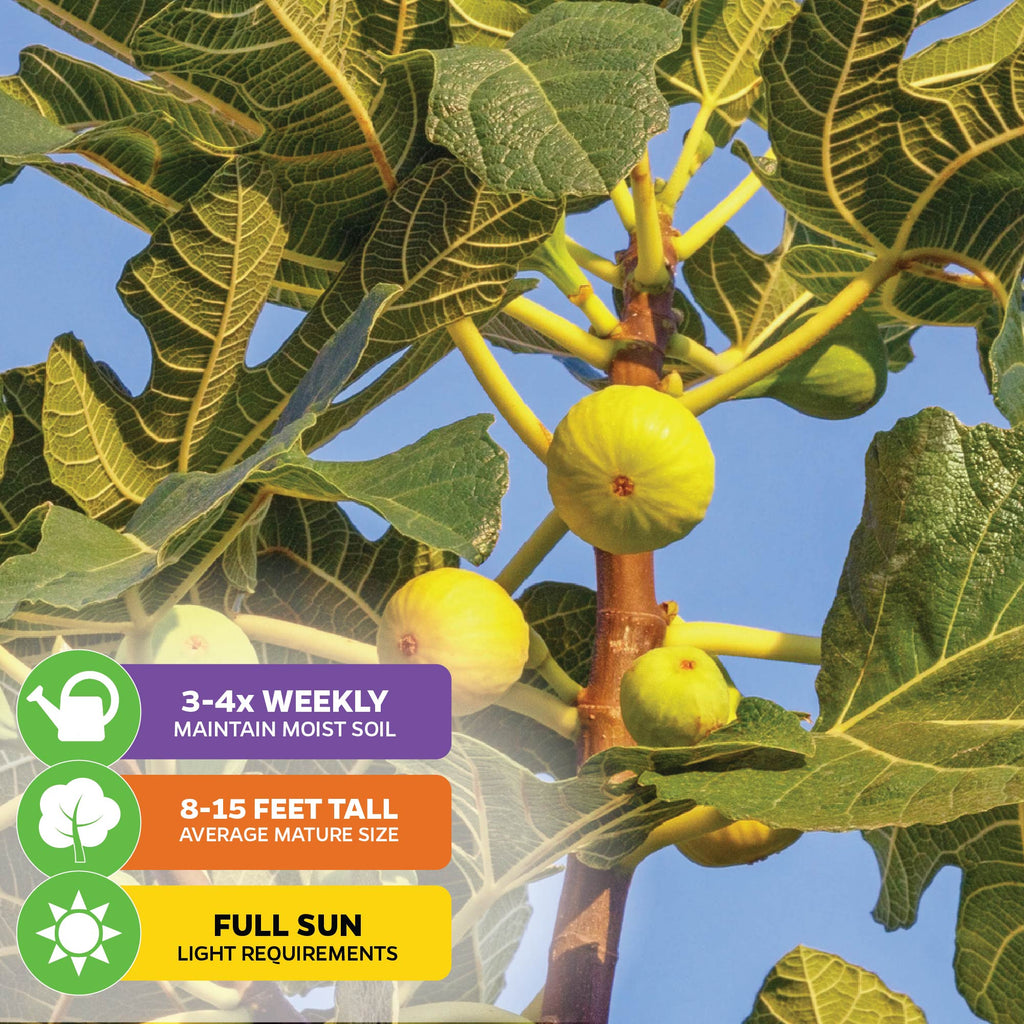 Deanna Fig Tree - Ficus carica