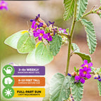 Two pale green butterflies rest on a Wellspring Gardens Florida Teabush (Melochia tomentosa)—a drought-tolerant shrub with purple blooms. Infographic: water 3-4x weekly, grows 8-10 ft, needs full to part sun. Also called Pyramid Bush.