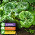 The Tractor Seat Plant (Leopard Plant) by Wellspring Gardens features lush green leaves, grows 2-3 ft tall, and thrives in part to full shade. Water 4-5 times weekly for best growth. Variety: Farfugium japonicum var. Gigantea.