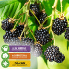 Prime-Ark Freedom Blackberry by Wellspring Gardens features clusters of ripe, thornless fruit on leafy branches. Icons show to water 4-5 times weekly, grows 4-10 ft tall, needs full sun—all set against a bright green background.