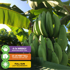 A cluster of unripe green Gros Michel "Big Mike" Bananas from Wellspring Gardens hangs from a tall plant with large sunlit leaves. Care icons: water 6-7x/week, grows 15-25 ft, and needs full sun.
