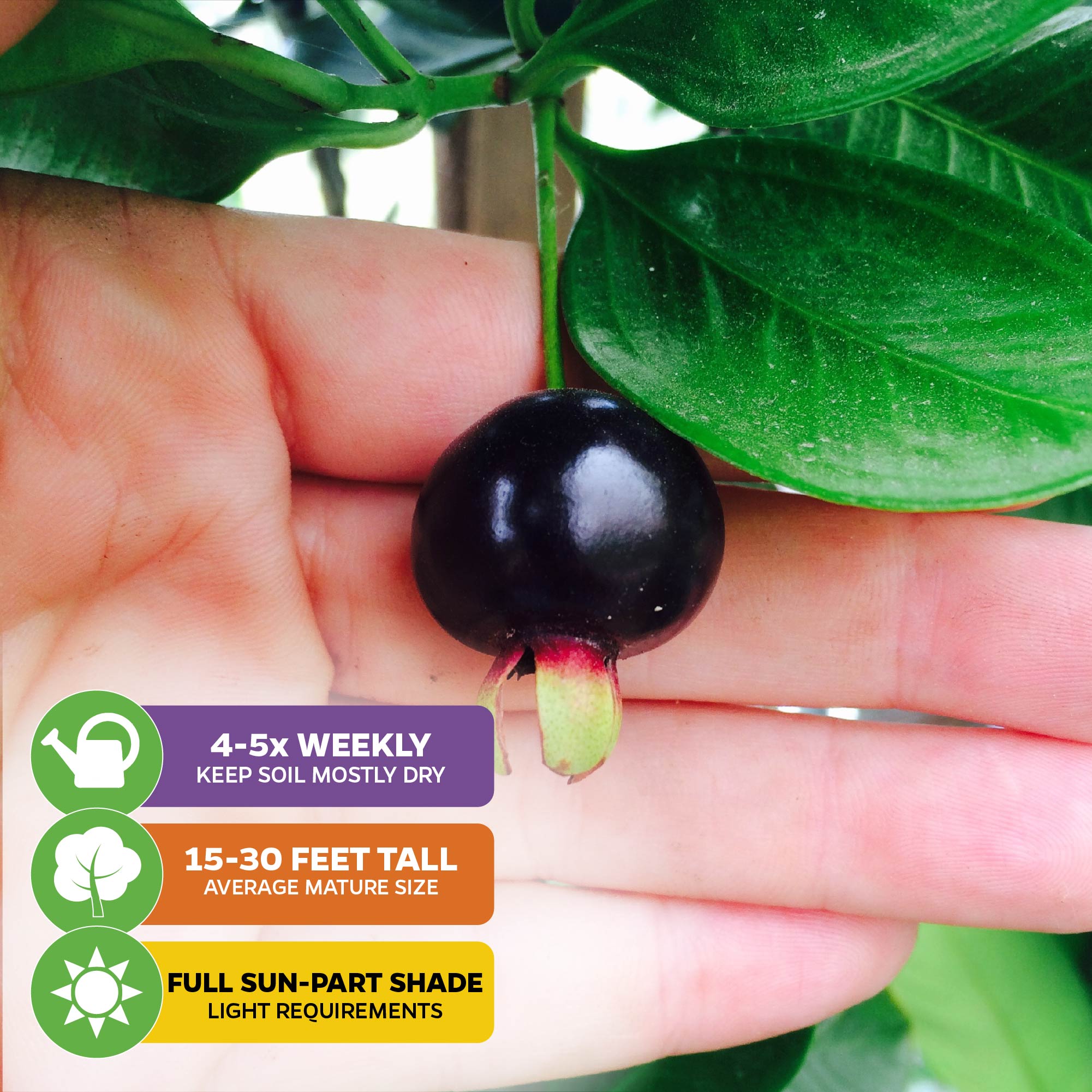 Hand holding a Dark purple Grumichama (Brazilian Cherry) fruit from Wellspring Gardens grows on tree trunks/branches amid green leaves. Care icons: water 4–5x/week, matures at 15–30 ft, thrives in full sun or partial shade.