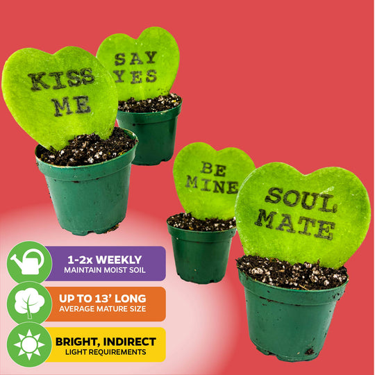 Bundle (4) of Valentine's Day Hoya Sweethearts with printed messages - Hoya Kerrii