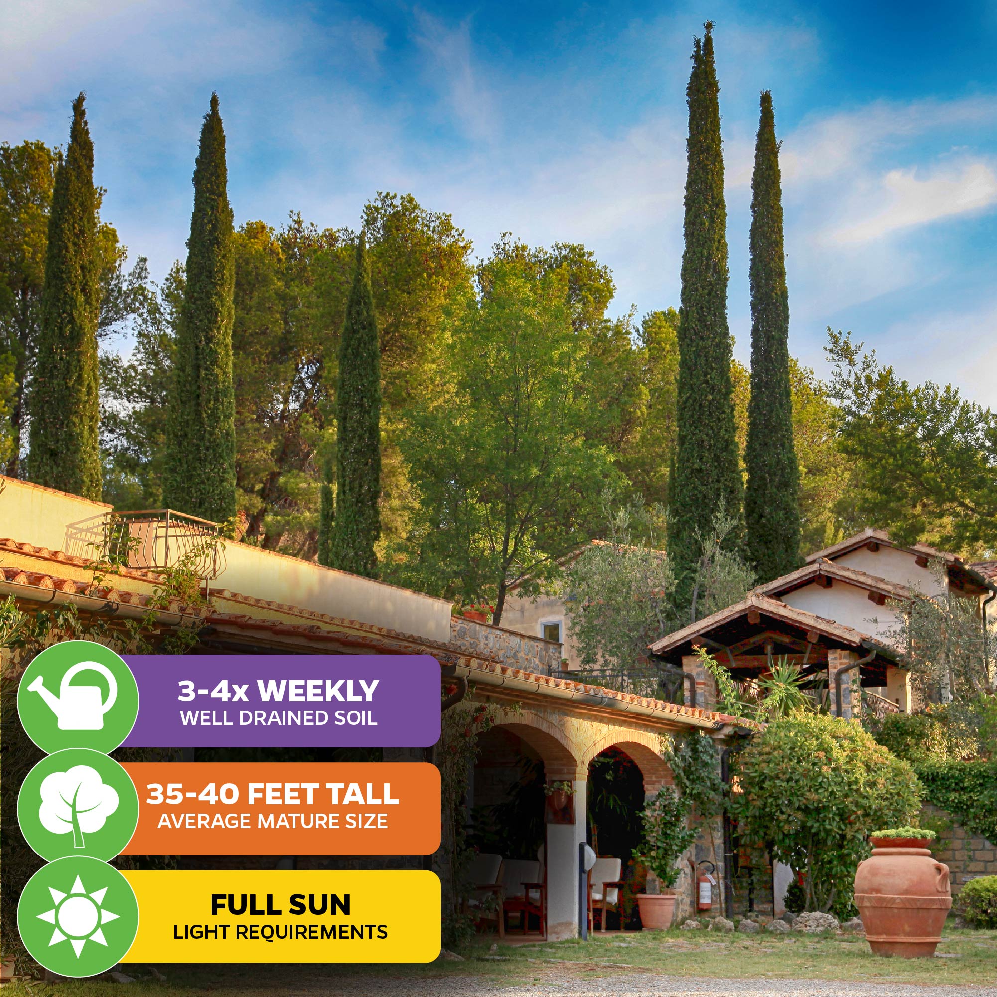 Four Italian Cypress trees (Cupressus sempervirens) from Wellspring Gardens are ideal for privacy screens, grow 35–40 ft tall, need full sun and well-drained soil, and should be watered 3–4 times weekly. Perfect for a Mediterranean look.