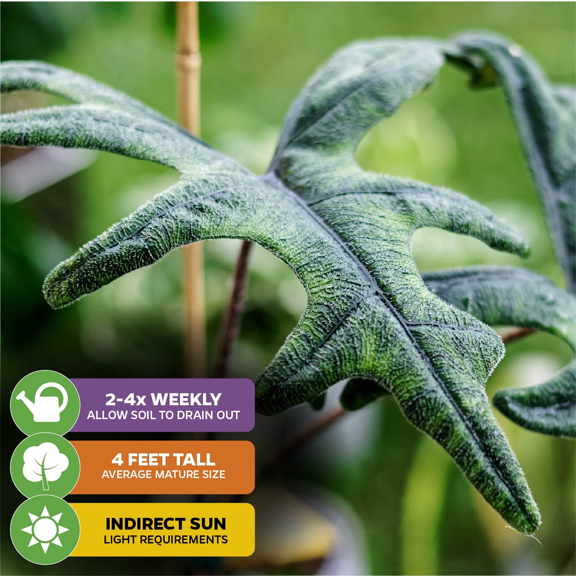 Alocasia Jacklyn - Alocasia tandurusa