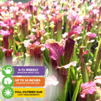 Judith Hindle Pitcher Plant Carnivorous - Sarracenia