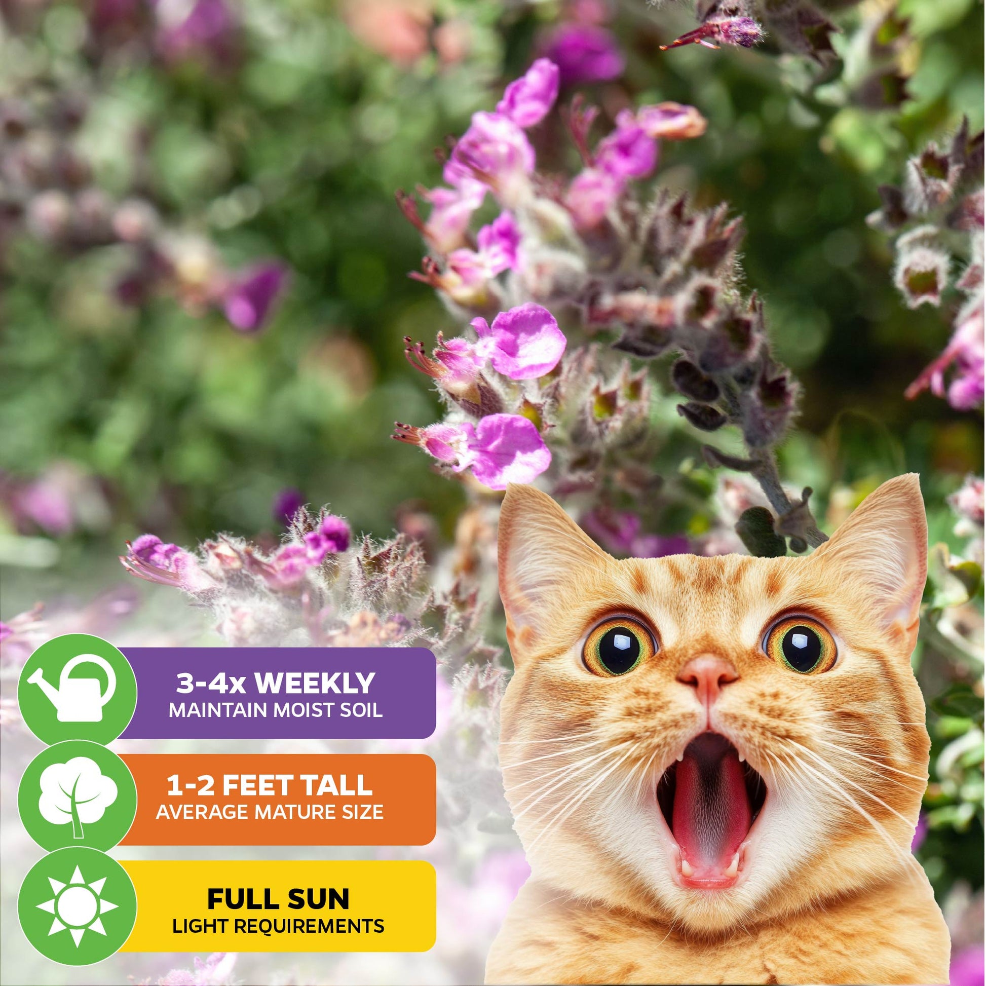 Kitty Crack (Cat Thyme) - Teucrium marum