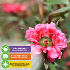 Close-up of a vibrant pink New Zealand Tea Tree Manuka Plant (Leptospermum scoparium) from Wellspring Gardens, with icons showing: water 3-4x weekly, height 6-10 ft, grows in part shade to full sun.