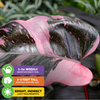 A close-up of a Marble Galaxy Philodendron (improved Pink Princess) leaf from Wellspring Gardens with care tips: water 1-2x weekly, grows 2-3 feet tall, needs bright indirect light.