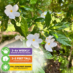 Blackberry Jam Fruit Tree - Randia formosa