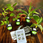 Food Forest Foundations Bundle (4): Banana, Mulberry, Pineapple & Tropical Cherry