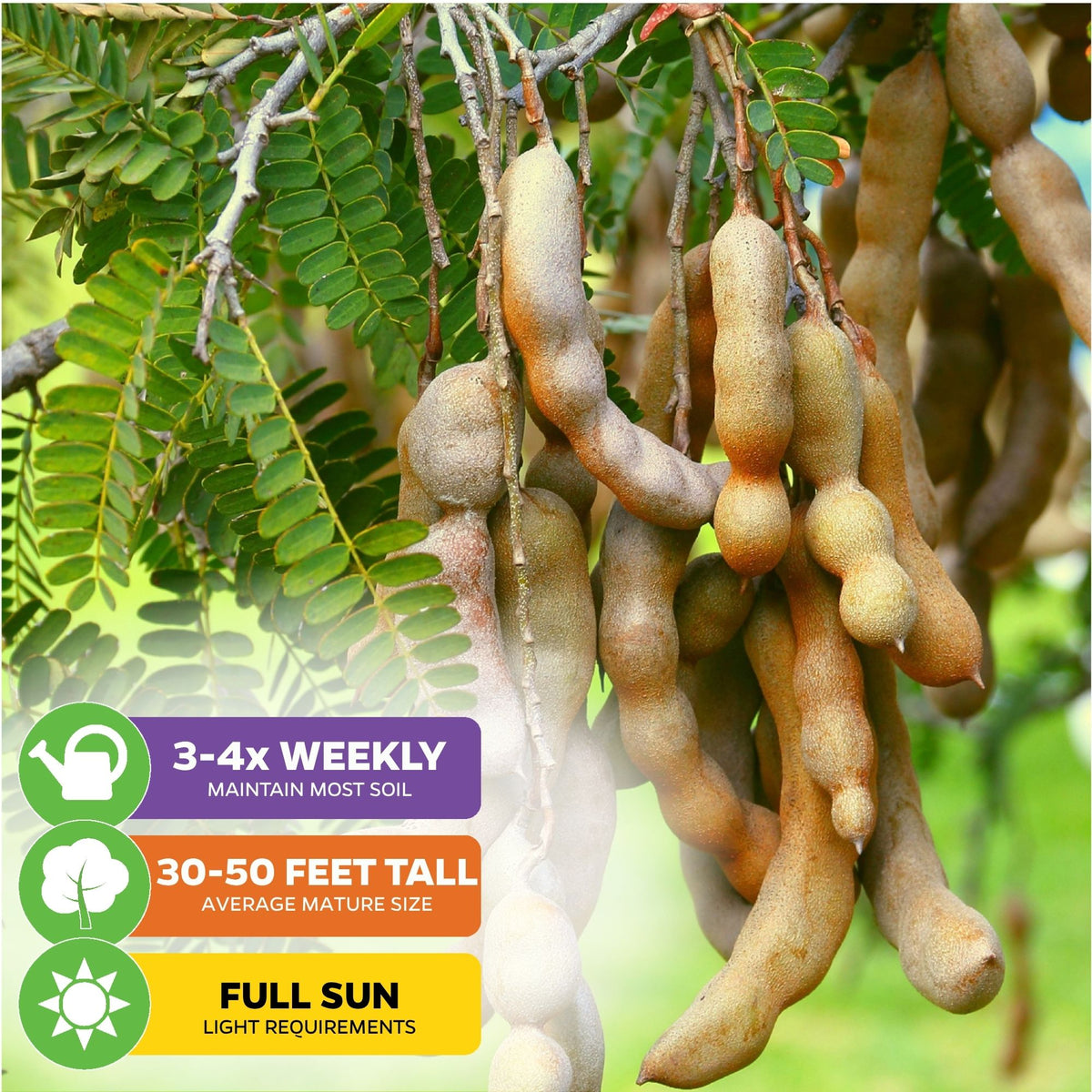 Tamarind Fruit Tree - Tamarindus indica