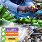 Matoke Banana (East African Highland Matooke) - Musa